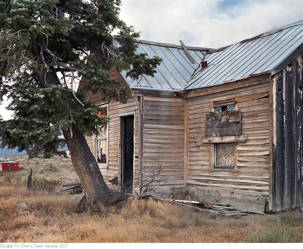 Douglas+Fir,+Cherry+Creek,+Nevada,+2017titledsamesize.jpg