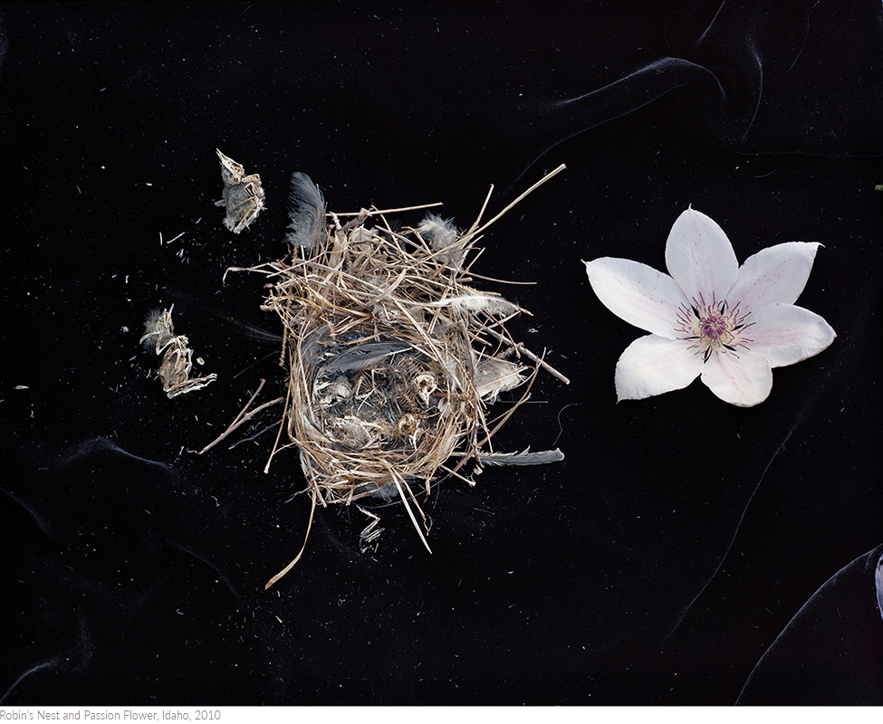 Robin’s+Nest+and+Passion+Flower,+Idaho,+2010titledsamesize.jpg