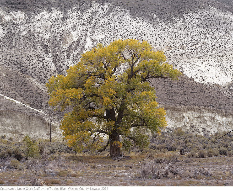 Cottonwood+Under+Chalk+Bluff+by+the+Truckee+River,+Washoe+County,+Nevada,+2014titledsamesize.jpg