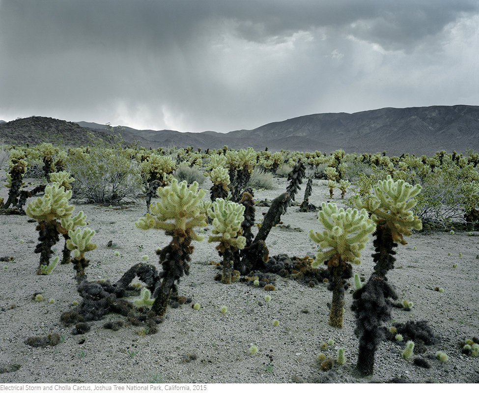 Electrical+Storm+and+Cholla+Cactus,+Joshua+Tree+National+Park,+California,+2015titledsamesize.jpg