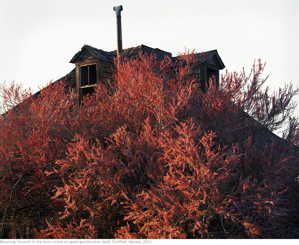 Blooming+Tamarisk+(in+the+town+where+my+great-grandmother+died),+Goldfield,+Nevada,+2015titledsamesize.jpg