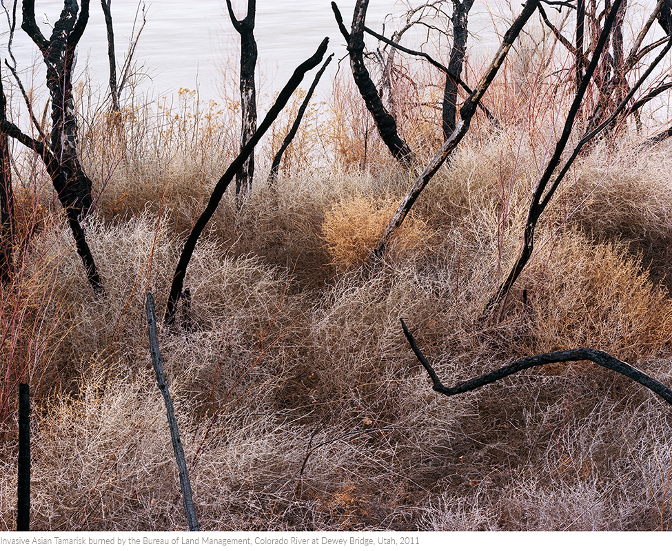 Invasive+Asian+Tamarisk+burned+by+the+Bureau+of+Land+Management,+Colorado+River+at+Dewey+Bridge,+Utah,+2011titledsamesize.jpg