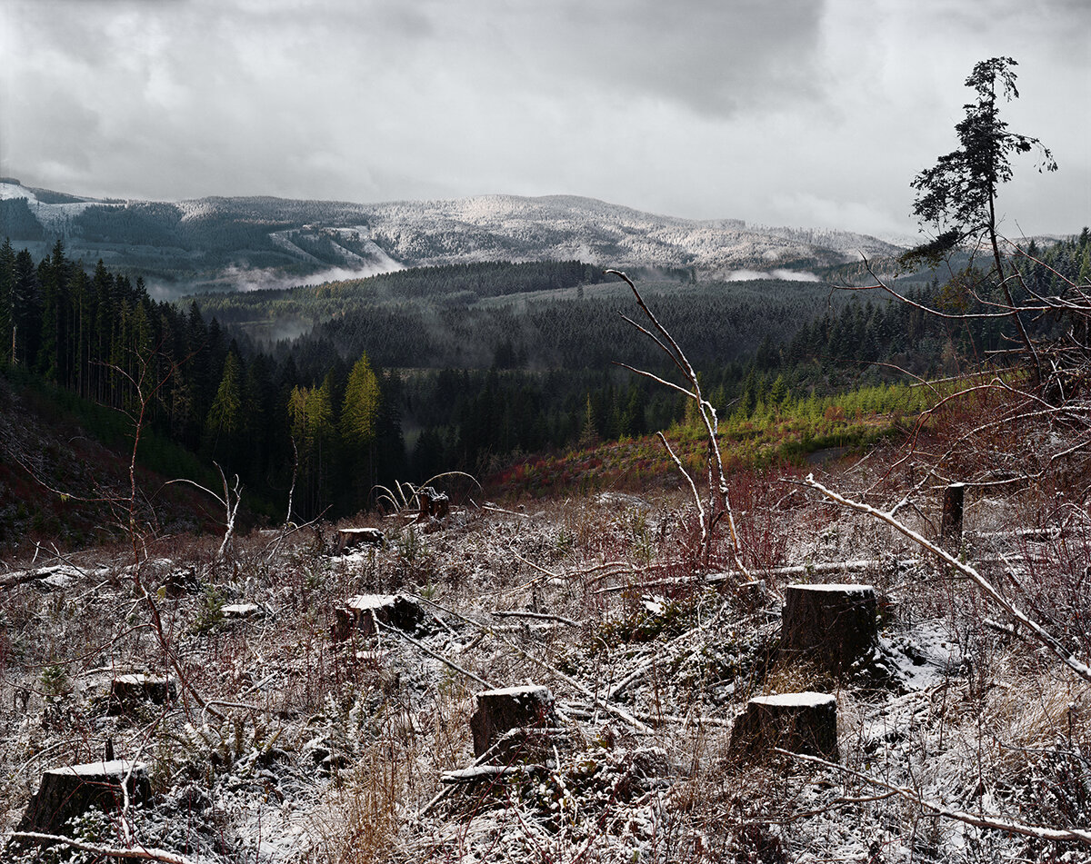 Clearcut, Near Timber, Oregon, 2014.jpg