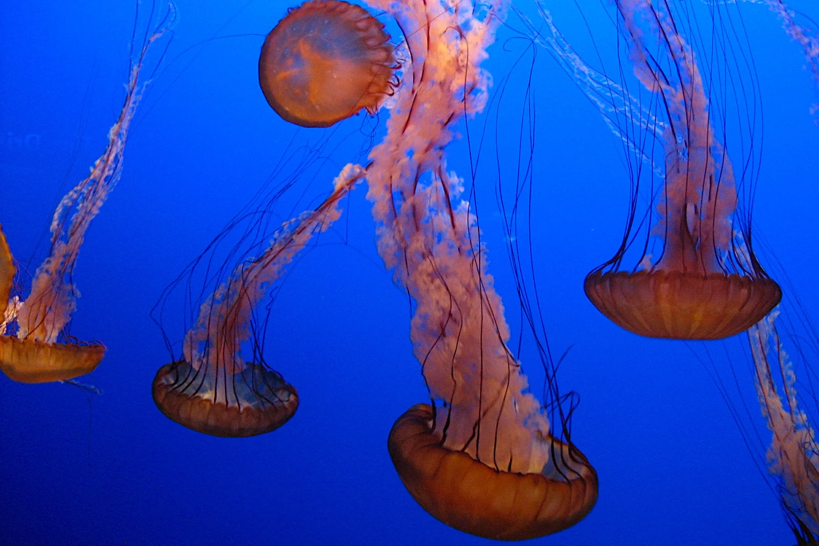 Monterey Aquarium