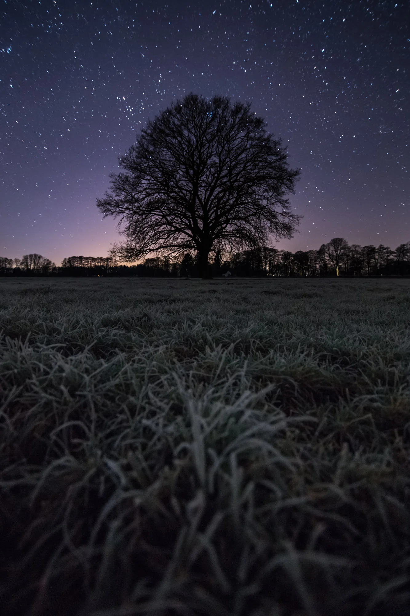 The Tree