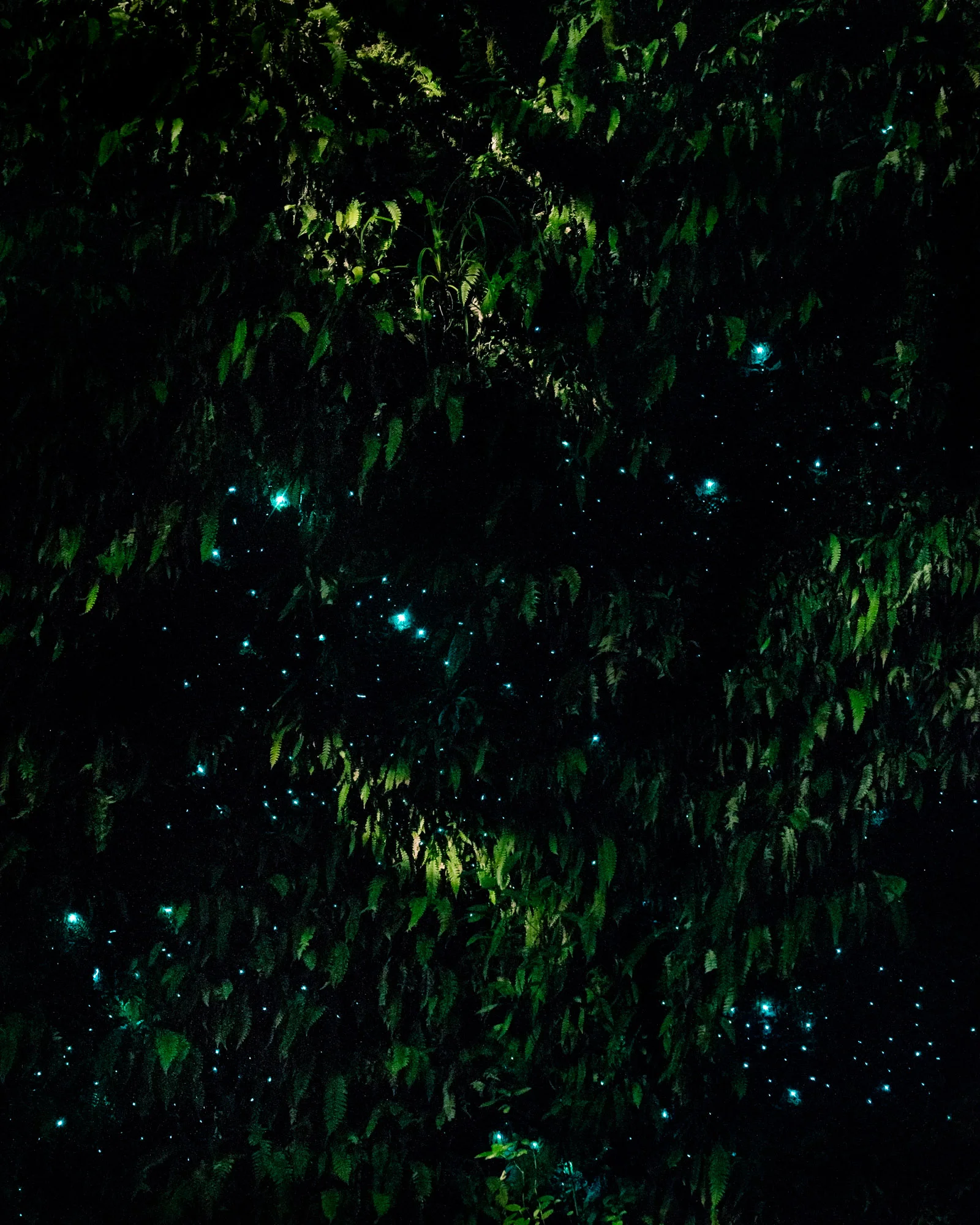  Wall of Stars 