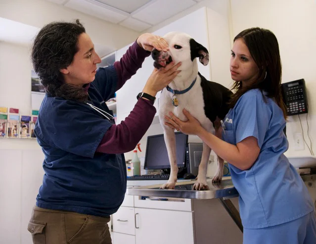 showing-pregnancy-vet-alan-orling.jpg