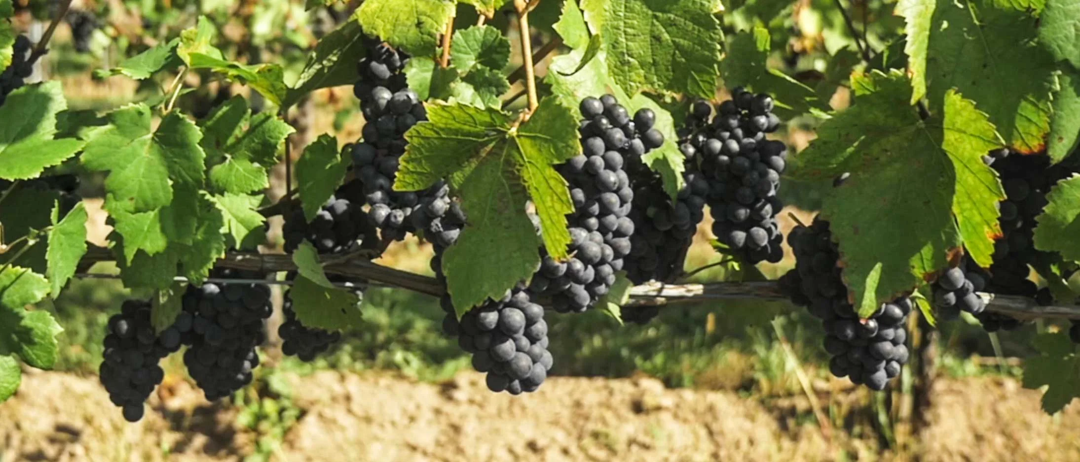 Luftaufnahme-Wein.jpg