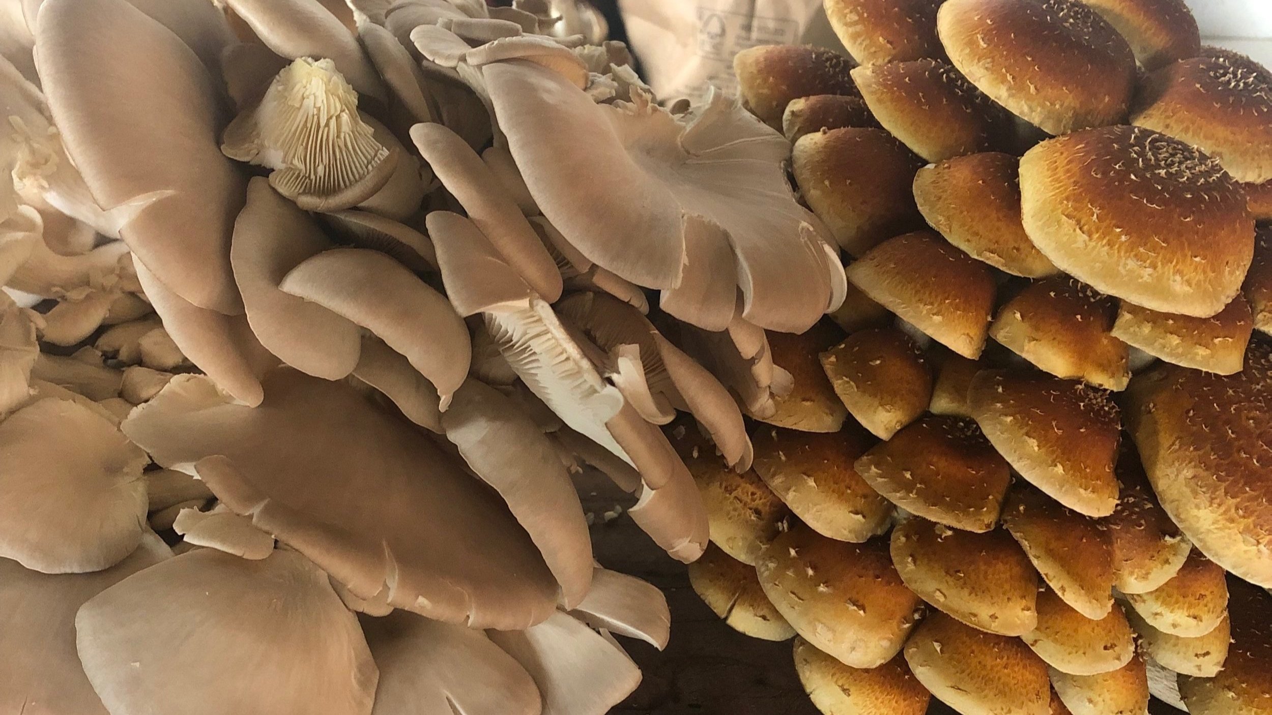 Mushroom variety