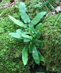 OMB Splits 2-1 in Approving Massive Walker Quarry on Niagara Escarpment