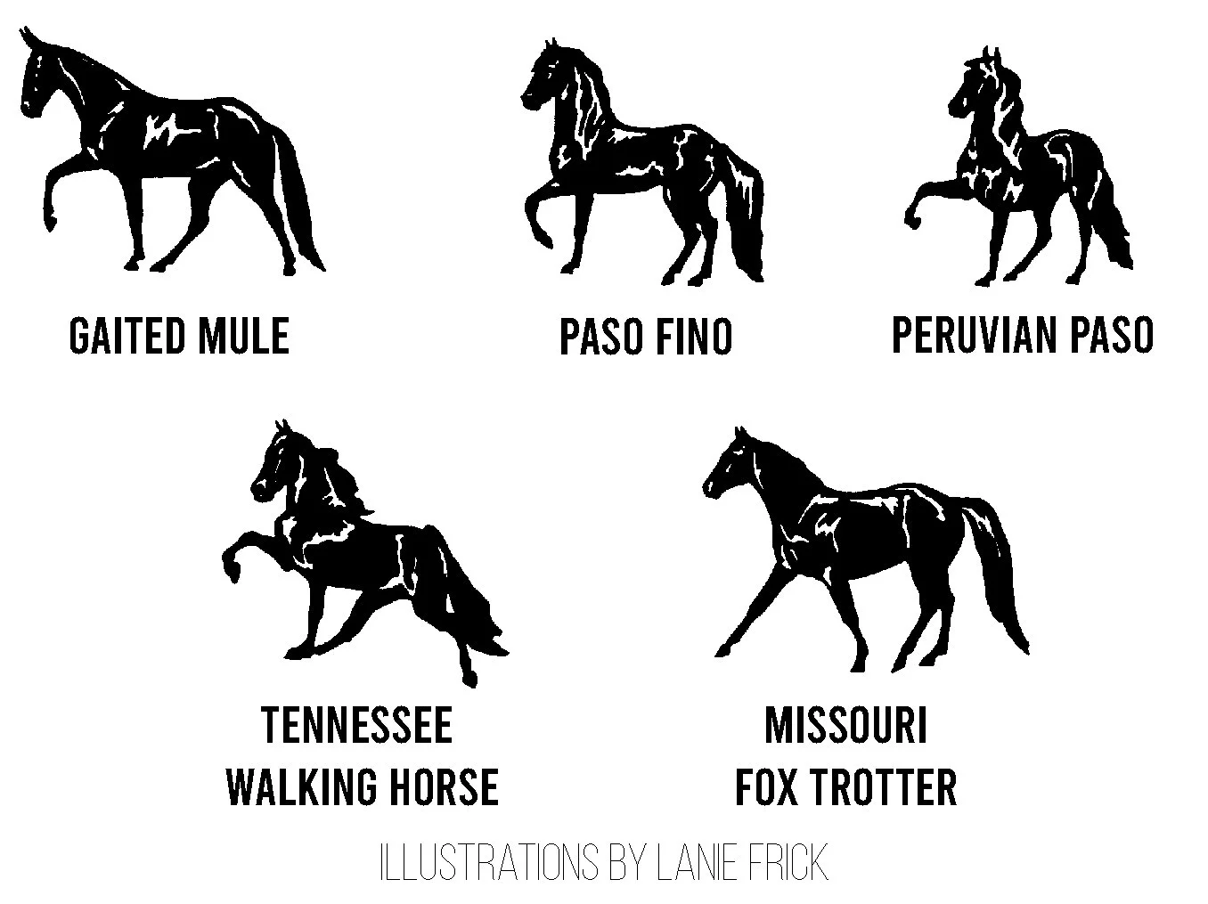 Riding Gaited Equine by Terry Ann Frick