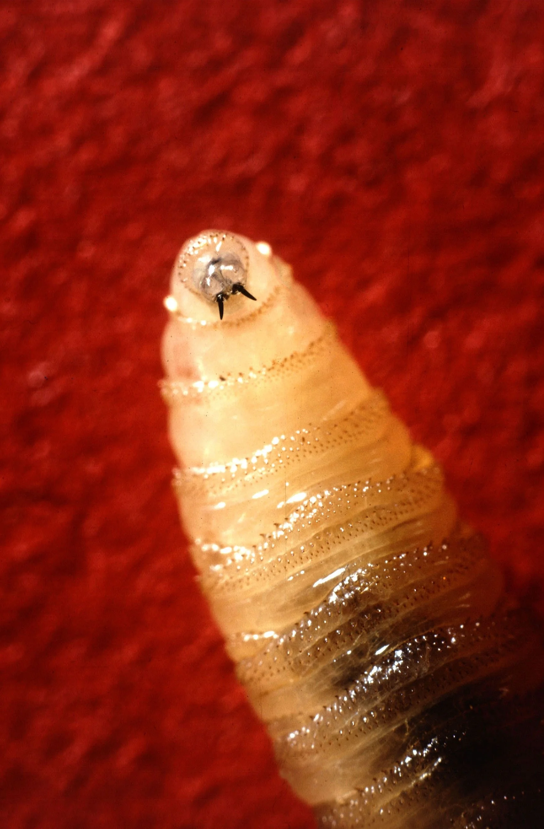 Screwworm Alert from the AHC