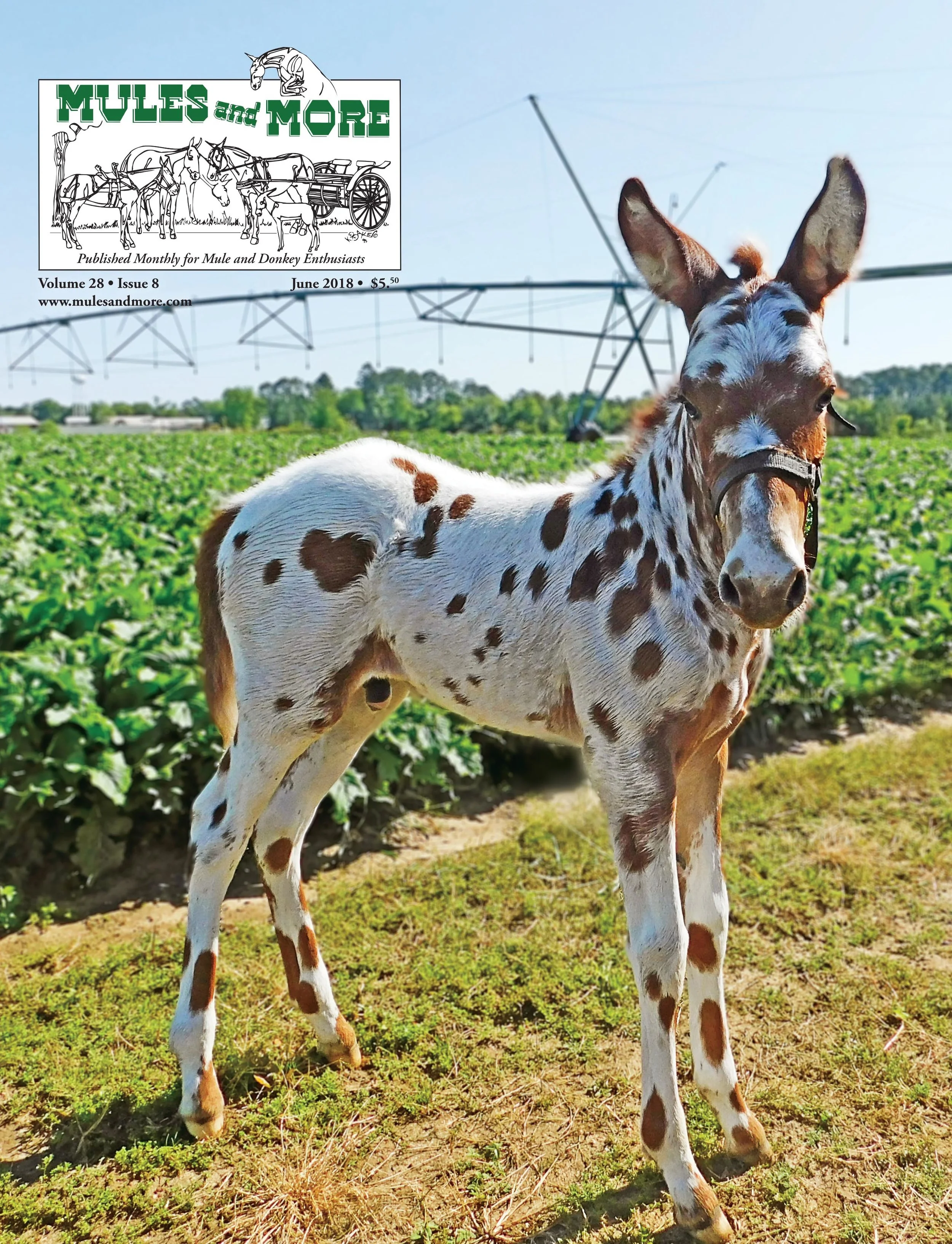 Animal Spotted Gaited Mules For Sale 06/18 June 2018 Single Copy