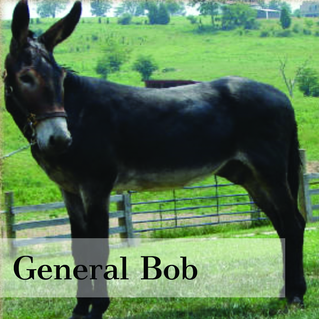 generalbob.jpg