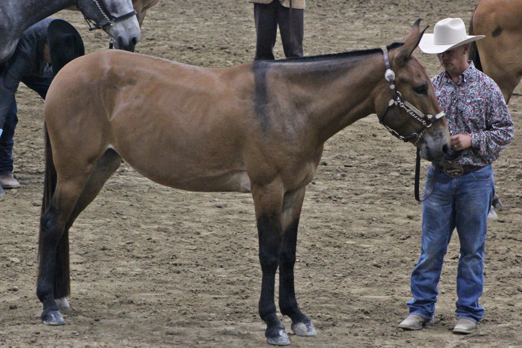 halter1.jpg