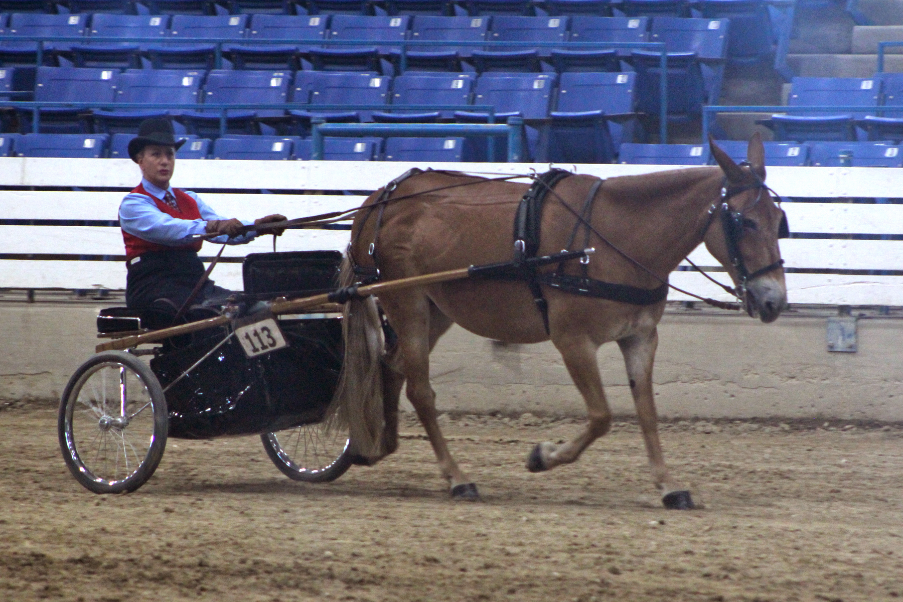 Perfect Percy and Shelley Reddish won National Champion Mule Obstacle Driving , National Champion Pleasure Driving Mule, and National Champion Mule Pleasure Driving Turnout