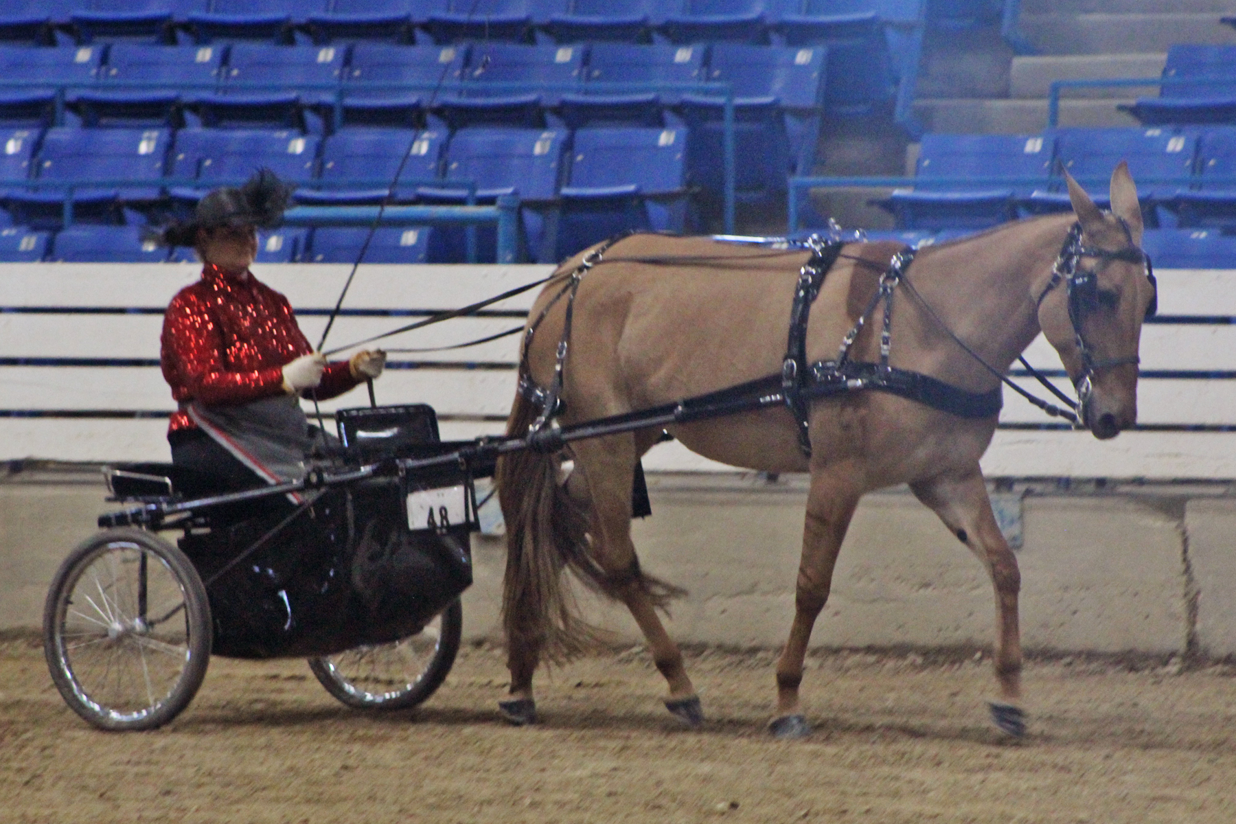 goode driving mule.jpg
