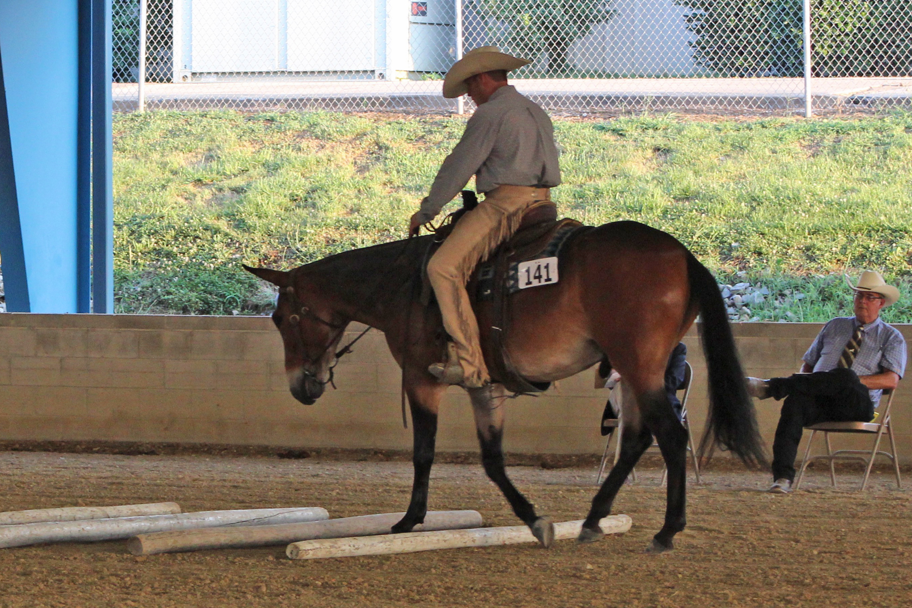 Reserve High Point Junior Mule Mossy Rocks High Plains Drifter, exhibited by Matt Caldwell and owned by Larry Martin