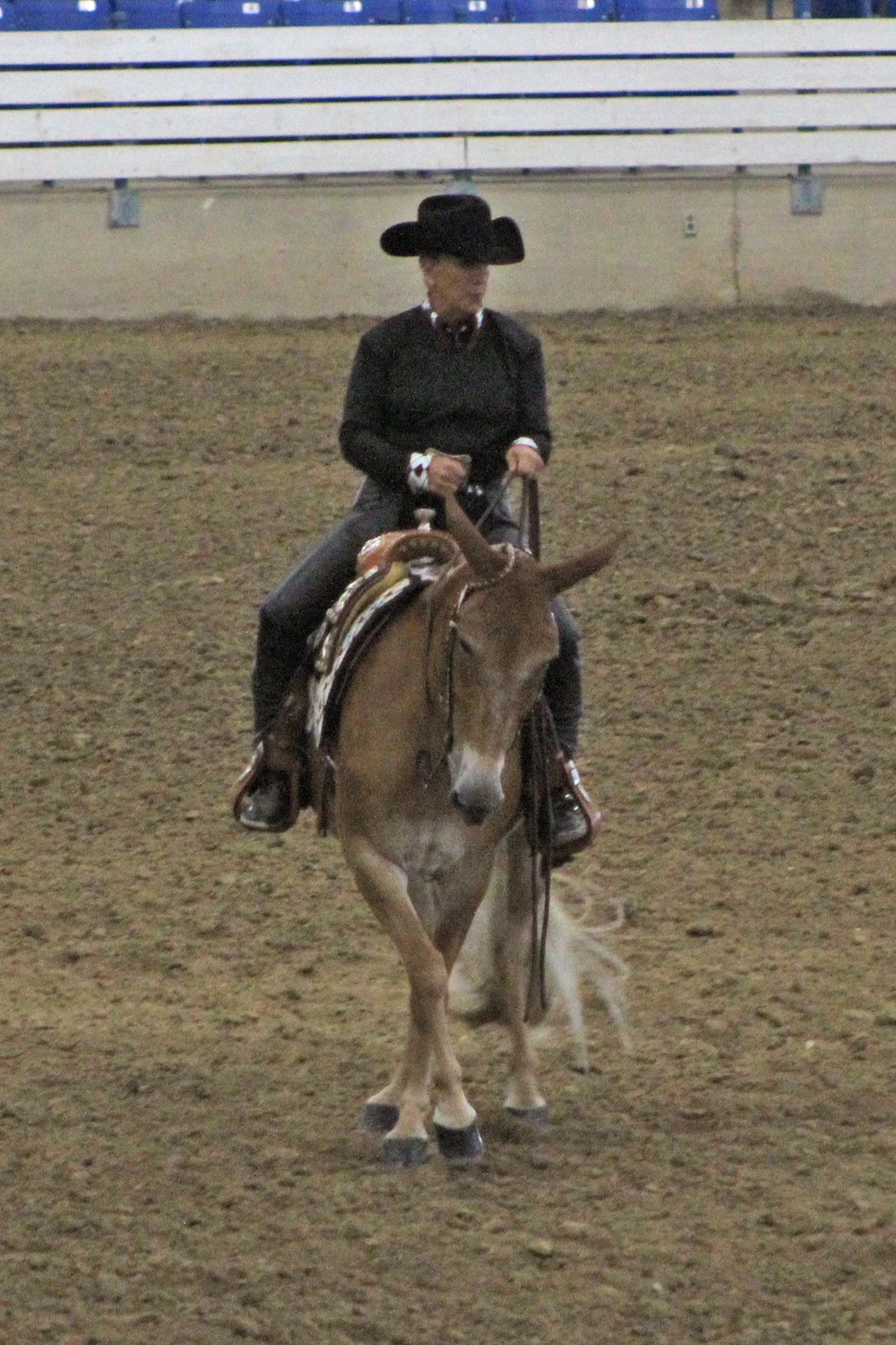 reddish reining.jpg