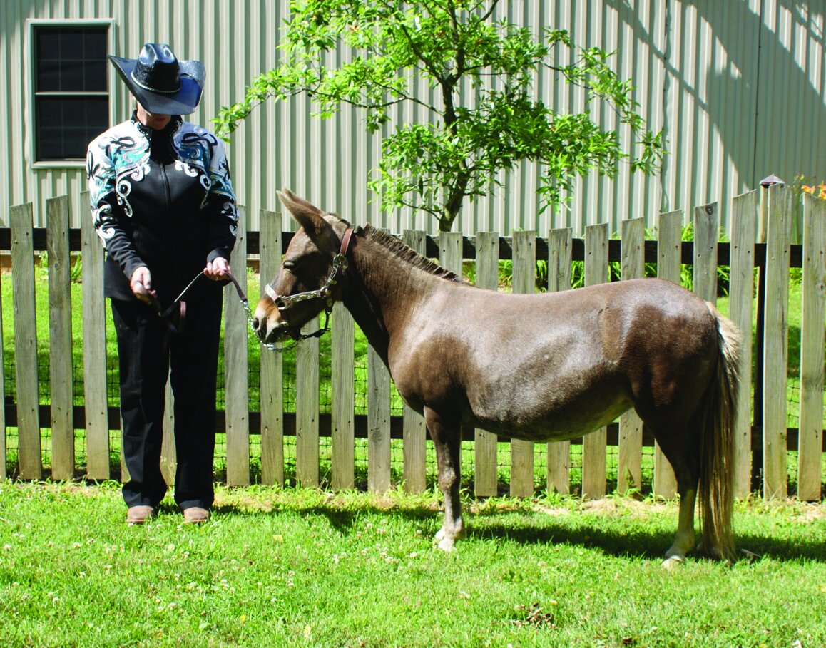 The American Miniature Mule Association Goes Virtual — Mules and More  Magazine