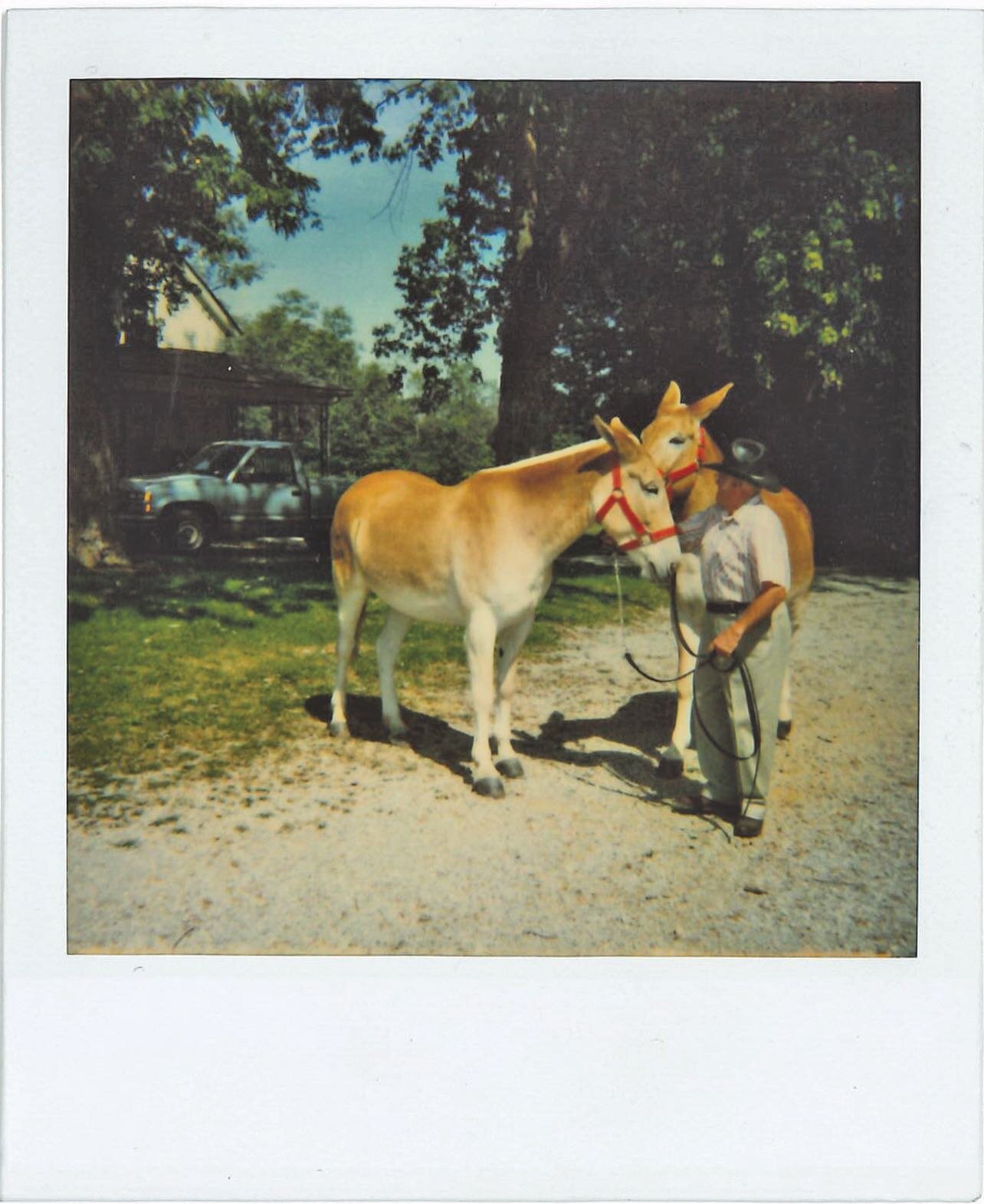 &ldquo;Dave Sweeney and mules Patty and Polly&rdquo;