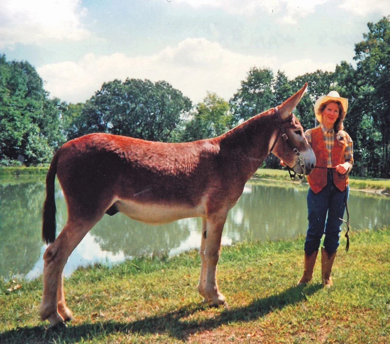 &lsquo;Turner&rsquo;s Rambo, 3 years old, red roam, 54&rdquo;, September 1995&rdquo;