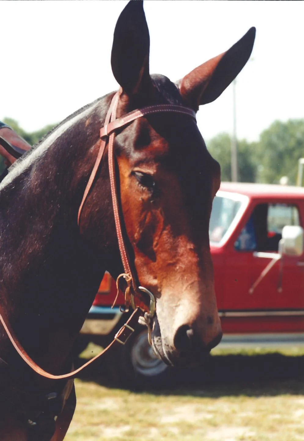 1998 IDMS State Show