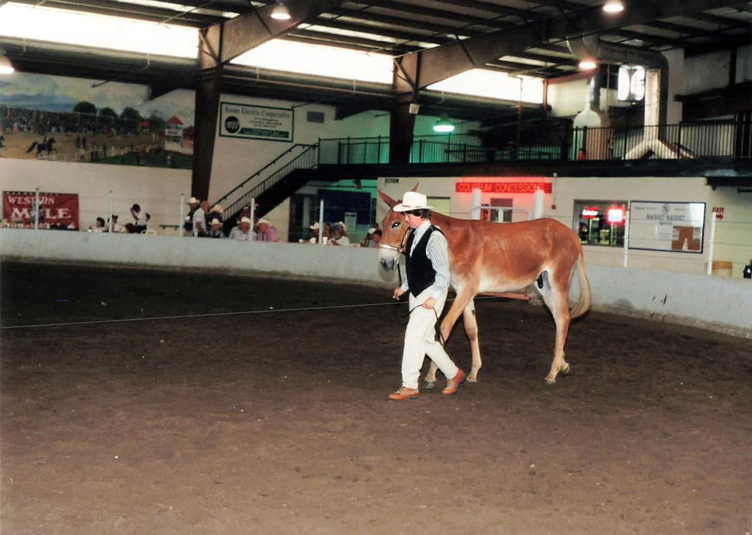 1998 All Star halter.jpg
