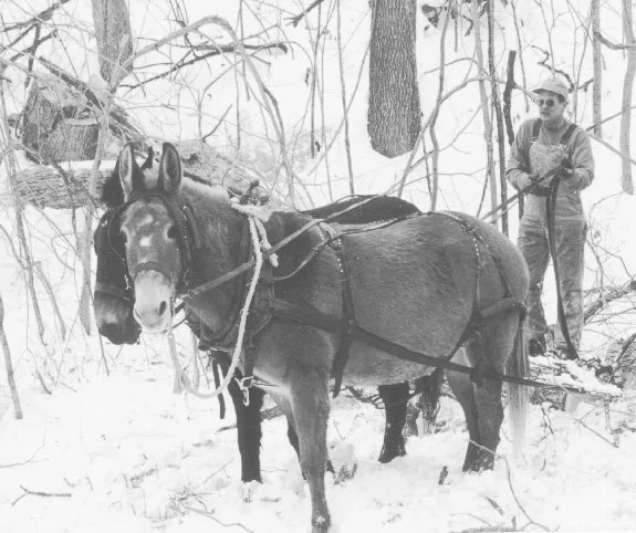   Mike and his mules hitched to log...and ready to go  