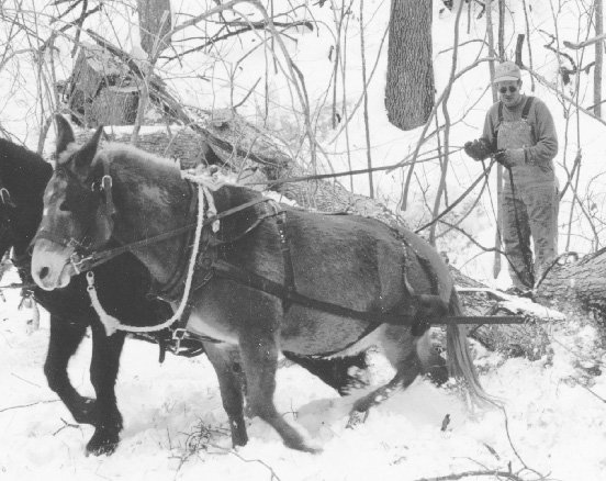   A little work as mules strain to get logs moving  
