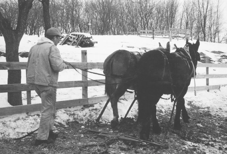   Mike Stork and mules heading to the woods  