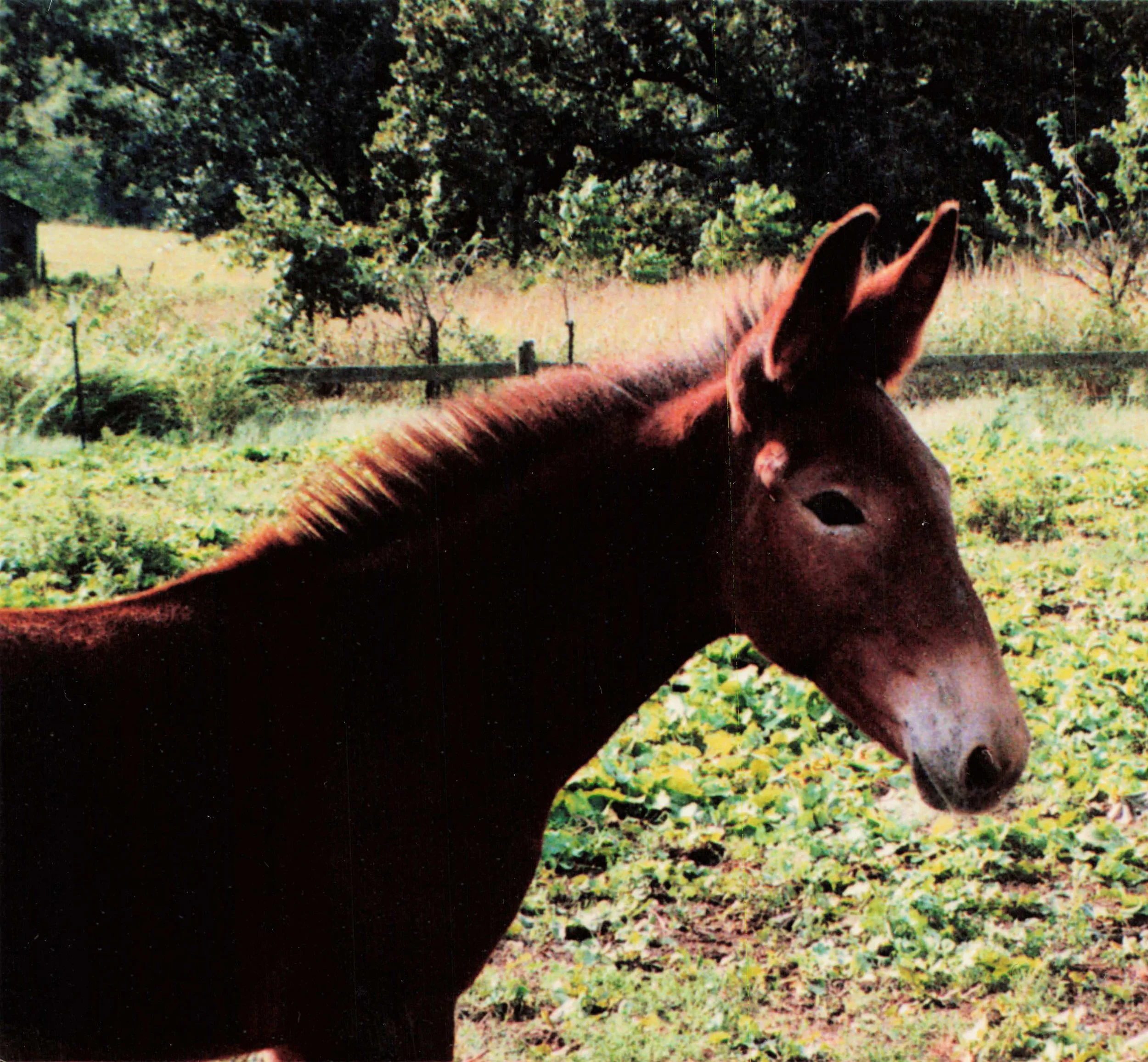 Breeding Early in the Year