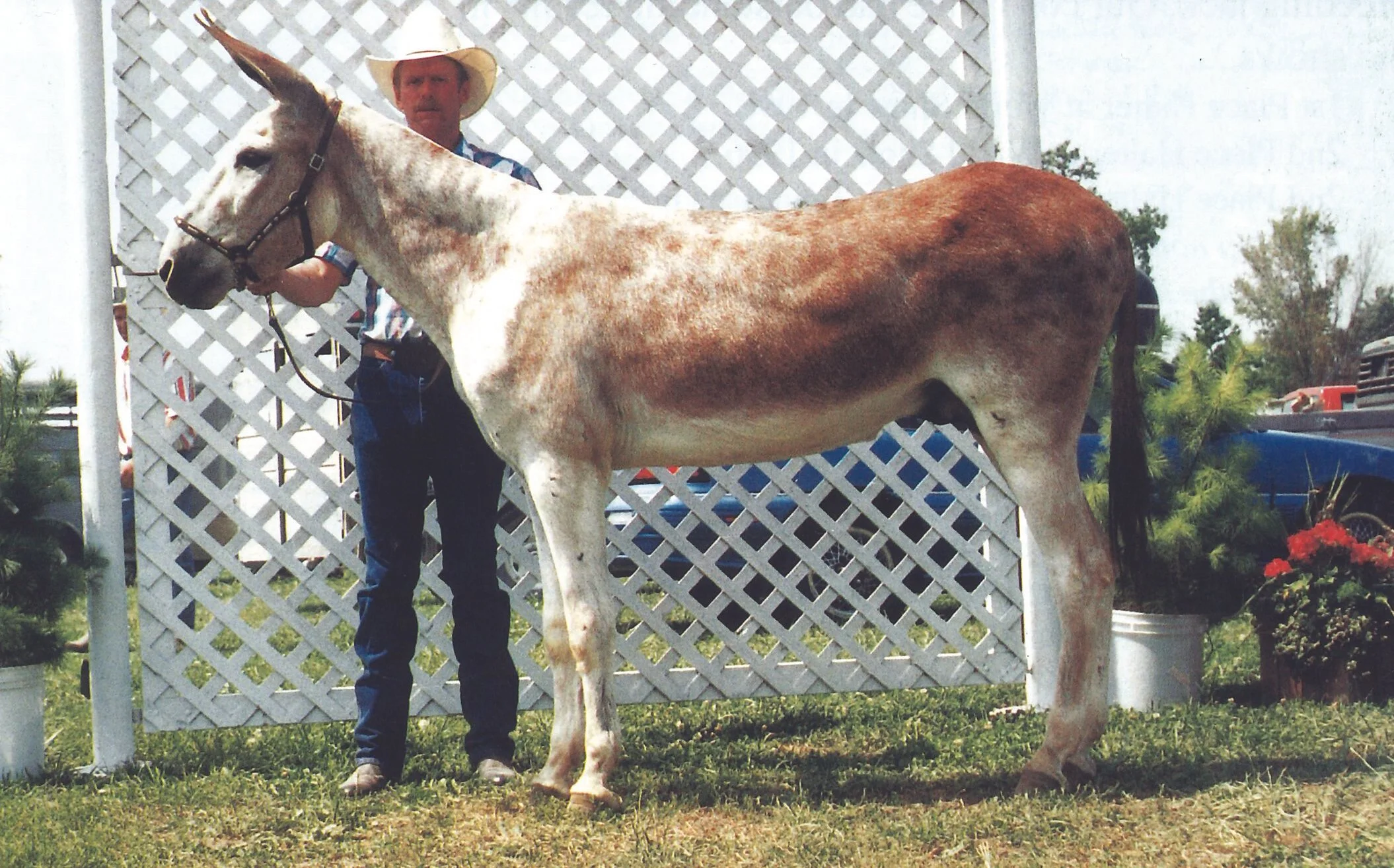 The Best Color of Jackstock