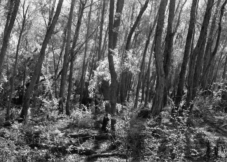14AutumnWoods.jpg