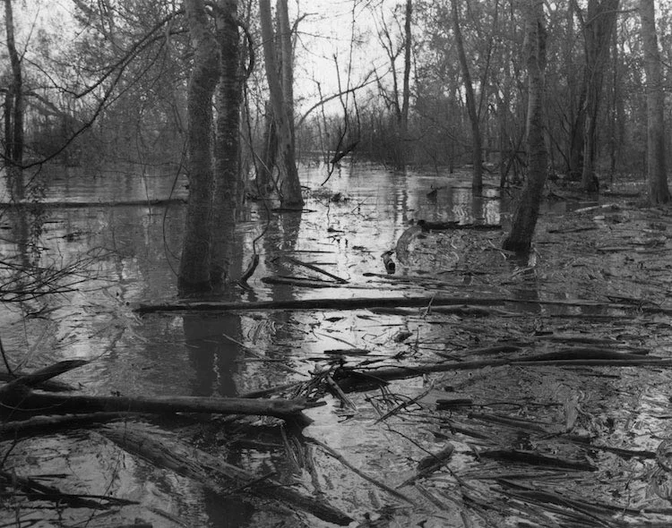 7FloodedPath2011.jpg