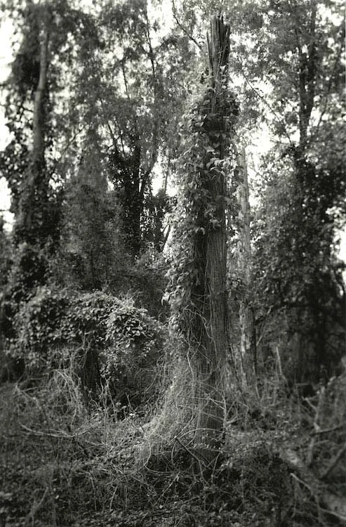 10Trunk-with-Vines.jpg