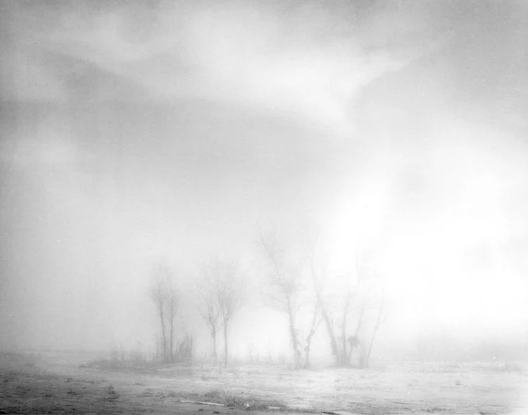 13FourTreesinRisingFog.jpg