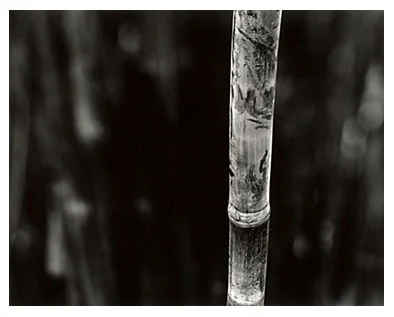 Bamboo Song 4