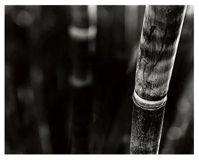 Bamboo Song 5