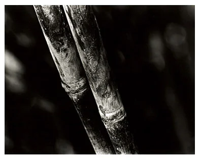 Bamboo Song 8