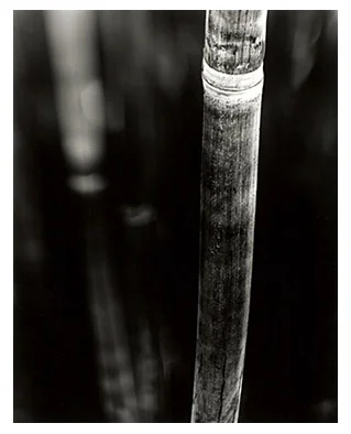 Bamboo Song 16