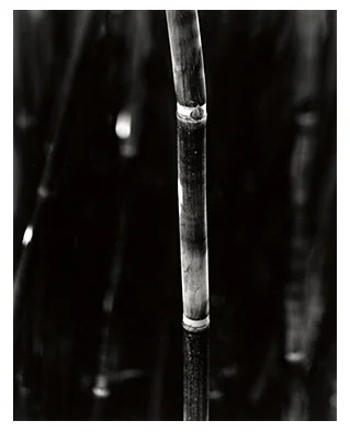 Bamboo Song 17