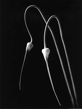 Garlic-Dance-No.-2.jpg