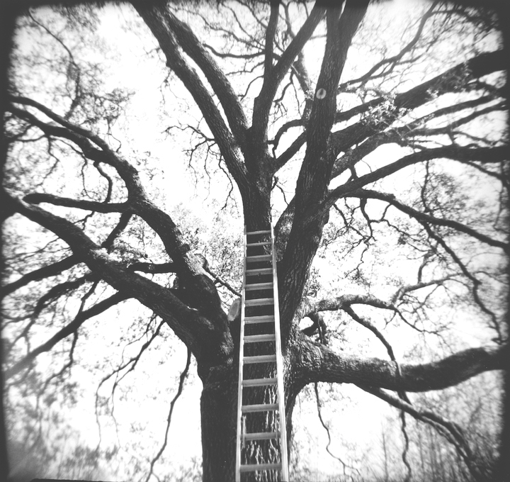 Spring Pruning