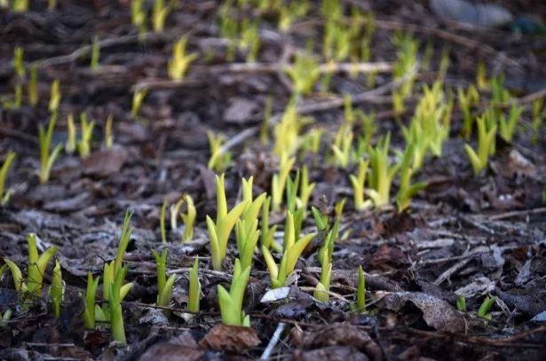 Spring, flowers, home maintenance, weather, real estate, realtor, mortgage, mortgage lending, home loan, usda, fha, conventional, fixed rate loan, first time home buyer, imagine home lending, onalaska, wisconsin, wisconsin real estate, fargo north dakota, stevens point, eau claire, madison wic
