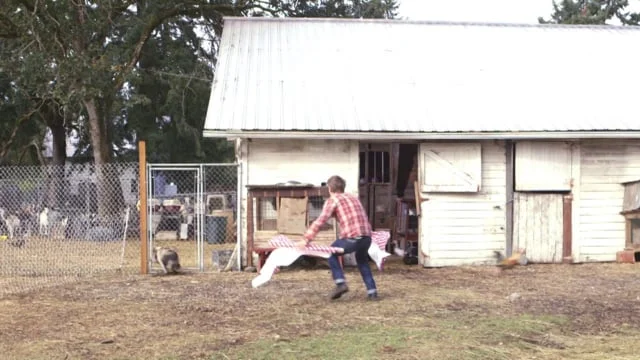 Concern Worldwide - Pigs