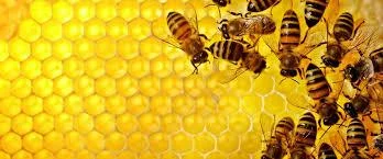 Learn about Beekeeping!