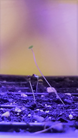 Greetings from the Greenhouse