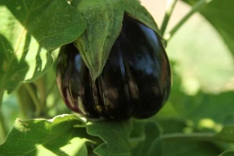 Next Market at LeDroit Park