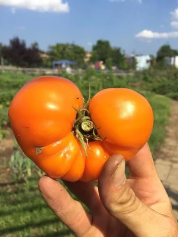 Taste of Tomato on Thursday, August 24